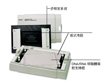 伯乐Trans-Blot SD半干转印槽